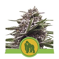 Royal Gorilla Auto феминизирани семена