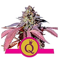Purple Queen Feminised Seeds