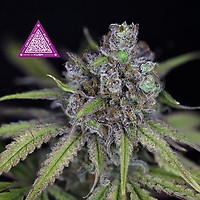 Critical Purple Kush феминизирани семена