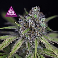 Critical Purple Kush феминизирани семена