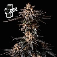 Black Sugar феминизирани семена