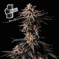 Black Sugar феминизирани семена