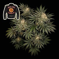 Badazz Cookies OG феминизирани семена