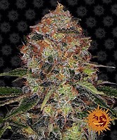 Shiskaberry Feminised Seeds