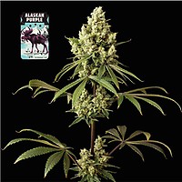 Alaskan Purple феминизирани семена