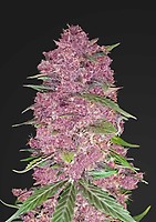 Purple Lemonade Auto Feminised Seeds