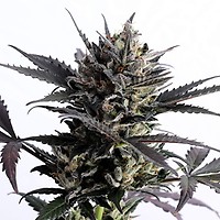 Lemon Haze Auto Feminised Seeds