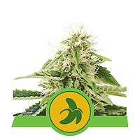 Fat Banana Auto феминизирани семена