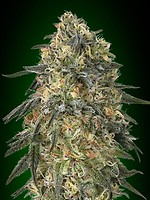 Gorilla Feminised Seeds