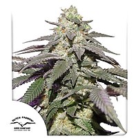 Skywalker Haze Auto феминизирани семена