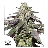 Skywalker Haze Auto феминизирани семена