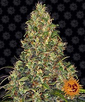 Amnesia Haze Auto Feminised Seeds