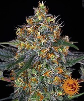 Moby Dick Auto Feminised Seeds
