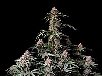 Amnesia Zkittlez Auto феминизирани семена