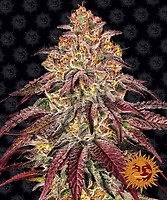 Mimosa x Orange Punch Auto феминизирани семена