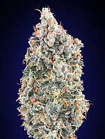 Blueberry бързо феминизирани семена