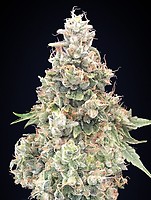 California Kush бързо феминизирани семена