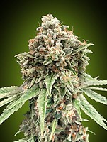 Sweet Critical Fast Feminised Seeds