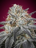 Slurricane Auto феминизирани семена