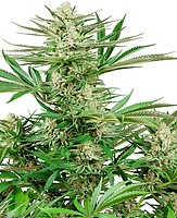 Malibu OG Gold Feminised Seeds