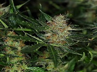 Dream Sherbet Auto Feminised Seeds