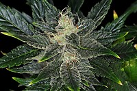 Gorilla King Auto Feminised Seeds
