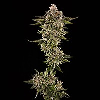 Honey Bird Feminised Seeds - 5