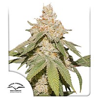 SFV OG Auto феминизирани семена