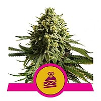 Wedding Cake феминизирани семена