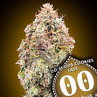 Do-Si-Dos Cookies бързо феминизирани семена