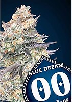 Blue Dream бързо феминизирани семена