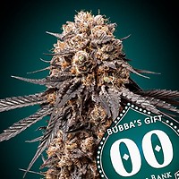 Bubba's Gift Feminised Seeds