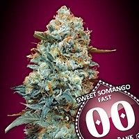 Sweet Somango бърз феминизирани семена