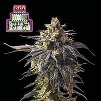 Witches Wedding Ltd. Edition феминизирани семена - 3