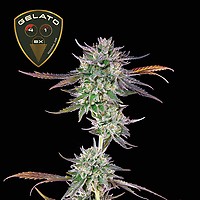 Gelato 41 BX феминизирани семена