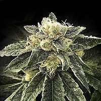 White Chocolope Feminised Seeds