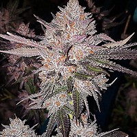 OG Kush Auto феминизирани семена