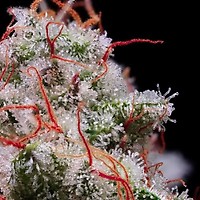 Peach Crescendo RF3 Auto феминизирани семена