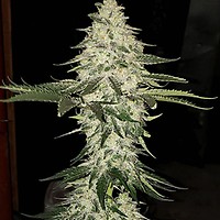 Planet of the Grapes Auto феминизирани семена