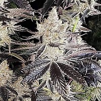 Ethos Cookies R2 феминизирани семена
