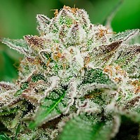 Cosmic Crashers Feminised Seeds