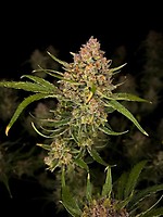 Guava Auto феминизирани семена