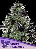 Violet Face Auto феминизирани семена