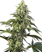 Cosmic Kiss Feminised Seeds