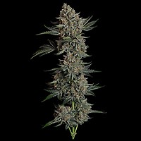 Gelato 41 BX Auto феминизирани семена