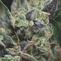 Gorila Auto Feminised Seeds