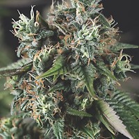 Do Si Dos Auto Feminised Seeds