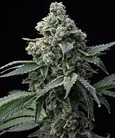Bruce Banner феминизирани семена