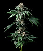 Mendo Breath феминизирани семена