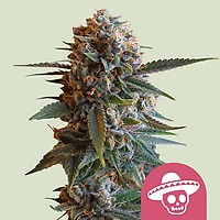 Mexican Rush феминизирани семена